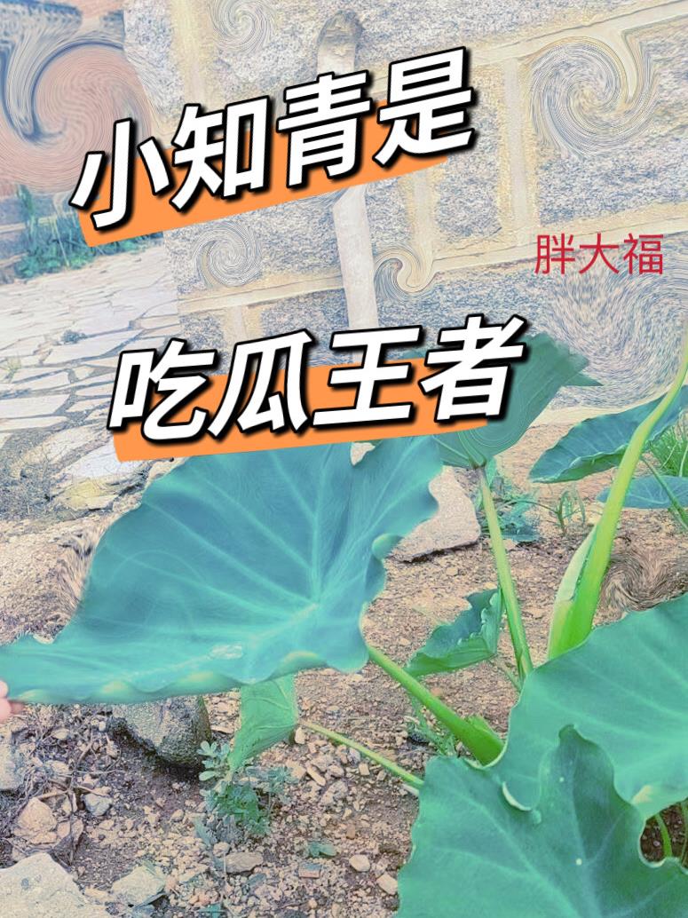 人妖视频在线观看专区剧情介绍